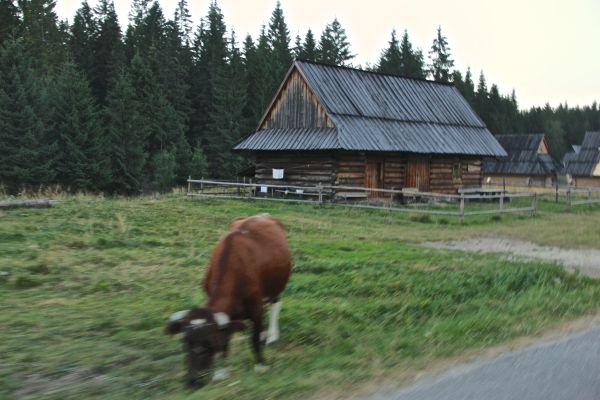 cattle house